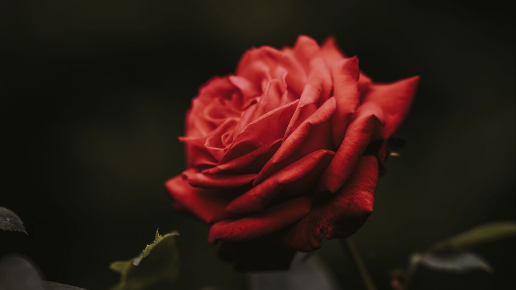 玫瑰 花蕾 红色 花朵 模糊 4k壁纸 3840x2160