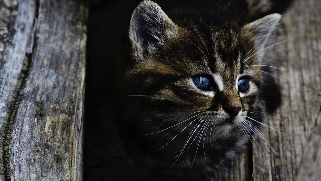 小猫 猫 蓝眼睛 可爱的 4k壁纸 3840x2160