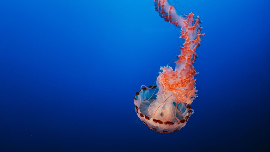 水母 触手 海底世界 蒙特利 美国 4k壁纸 3840x2160
