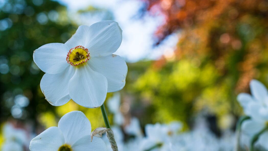 水仙花之美，纯白花瓣绽放，4K高清壁纸，3840x2160分辨率，极致视觉享受！