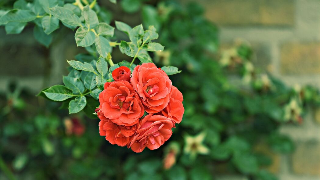 玫瑰 灌木 芽 花园 花朵 4k壁纸 3840x2160