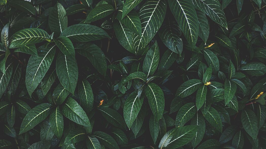植物 叶子 绿色 条纹 灌木 4k壁纸 3840x2160