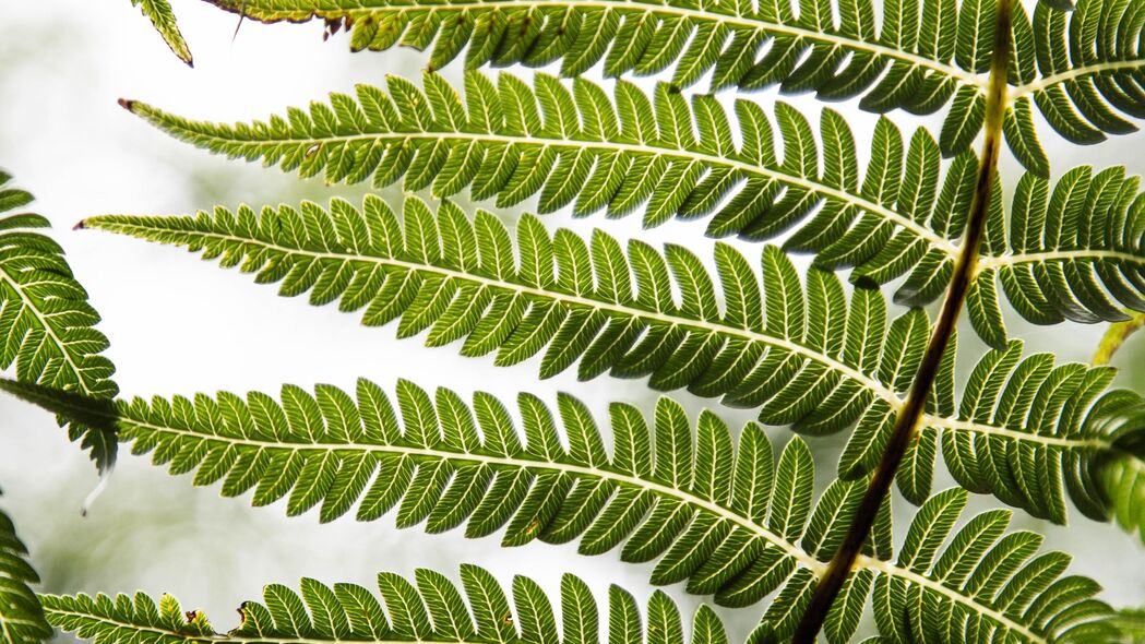 蕨类 叶子 植物 雕刻 绿色 4k壁纸 3840x2160