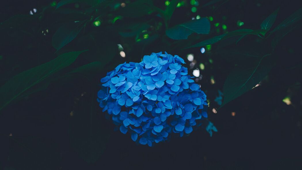 绣球花 蓝色 灌木 花序 4k壁纸 3840x2160