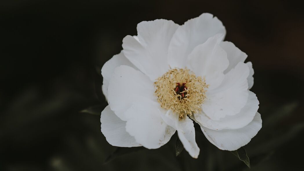 牡丹白花特写，4K动态模糊壁纸，3840x2160超高清背景图片下载