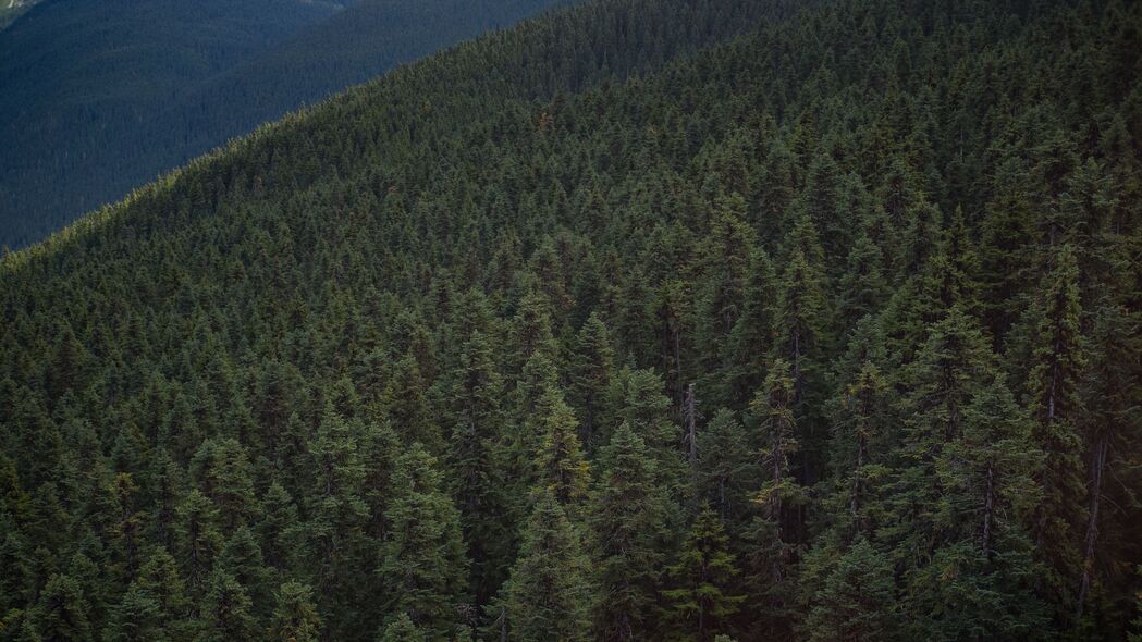 森林 山丘 口哨 加拿大 4k壁纸 3840x2160