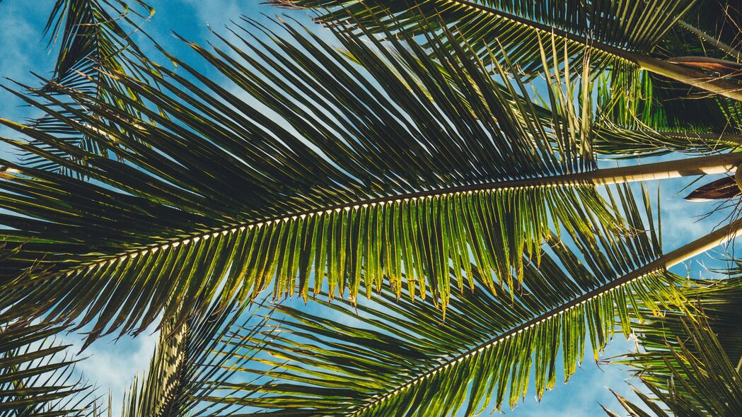 棕榈树 树叶 树枝 热带 夏季 4k壁纸 3840x2160