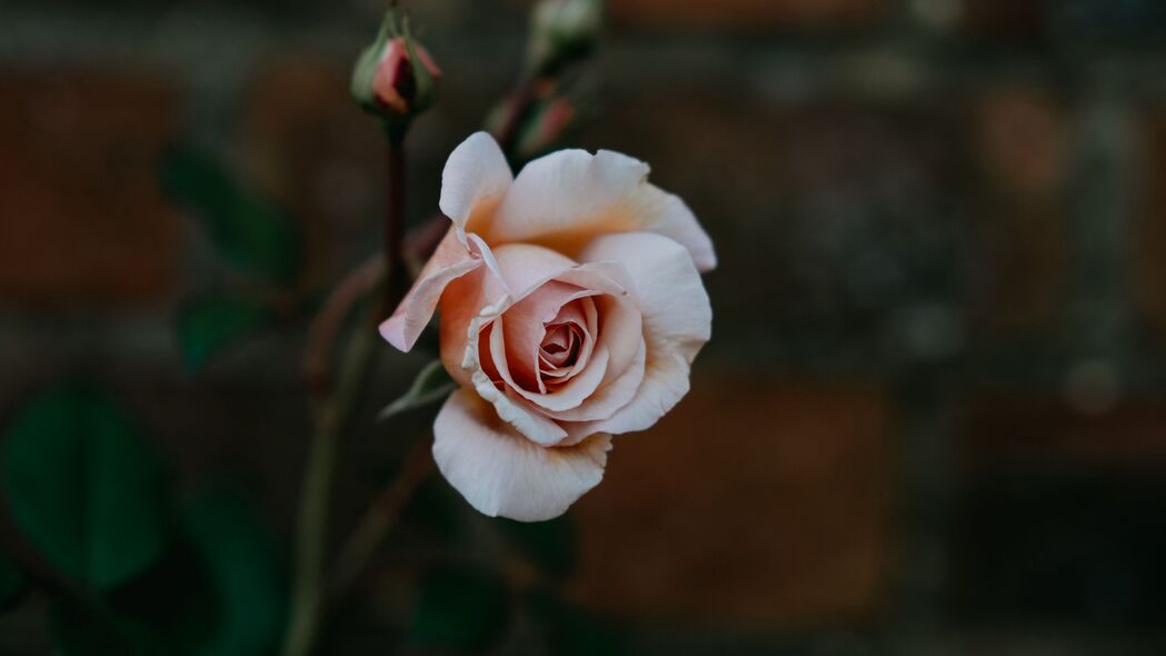 玫瑰 花蕾 粉红色 花瓣 模糊 4k壁纸 3840x2160