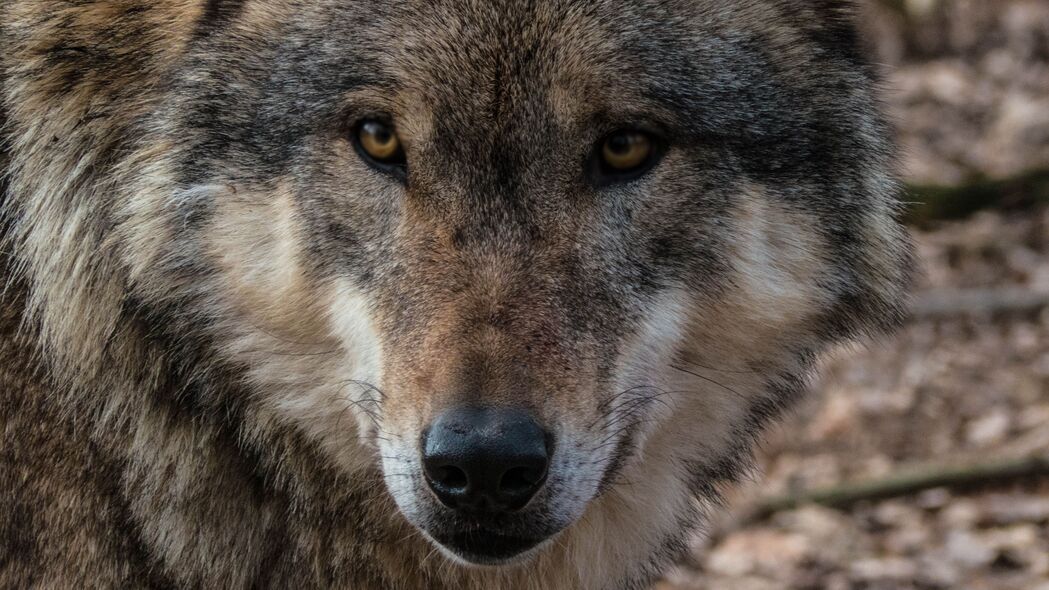 狼 枪口 捕食者 外观 野生动物 4k壁纸 3840x2160