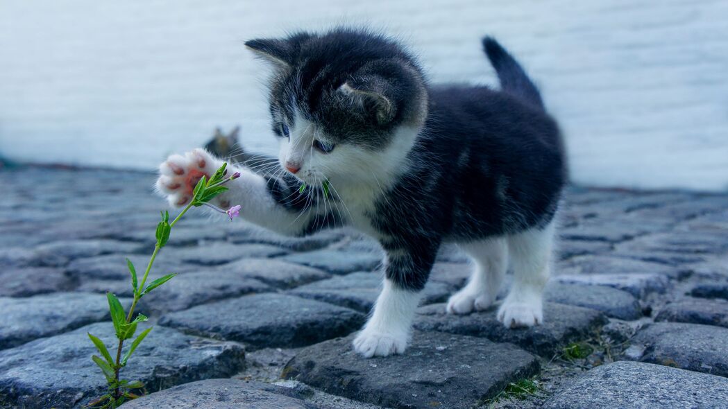 小猫萌态，花丛中的可爱婴儿模样，精选4K高清壁纸（3840x2160）下载