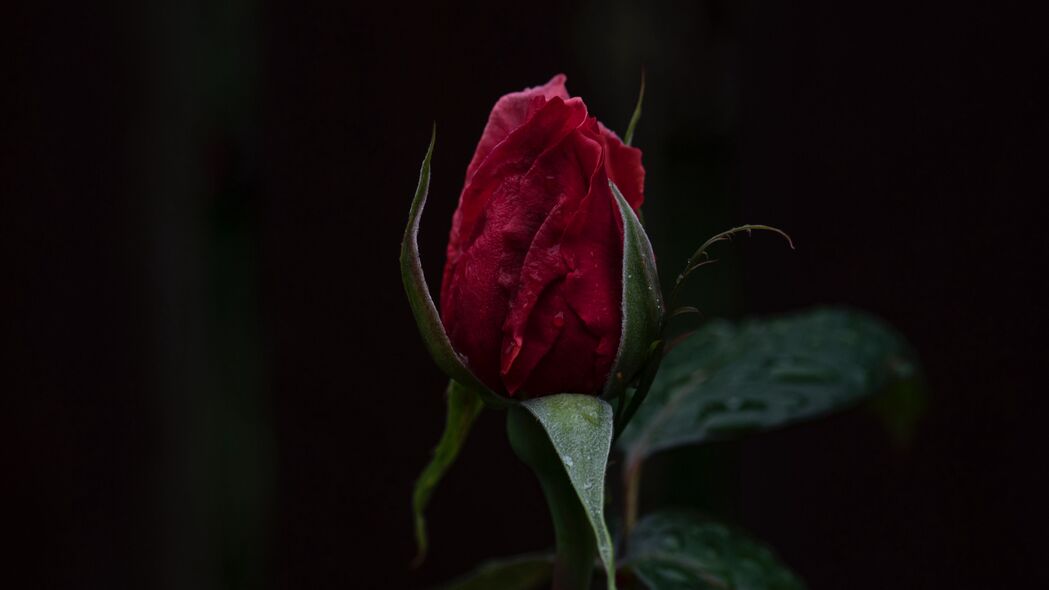 玫瑰 花蕾 红色 茎 深色背景 4k壁纸 3840x2160