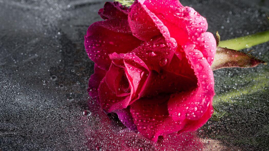 玫瑰 水滴 粉红色 花 特写 4k壁纸 3840x2160