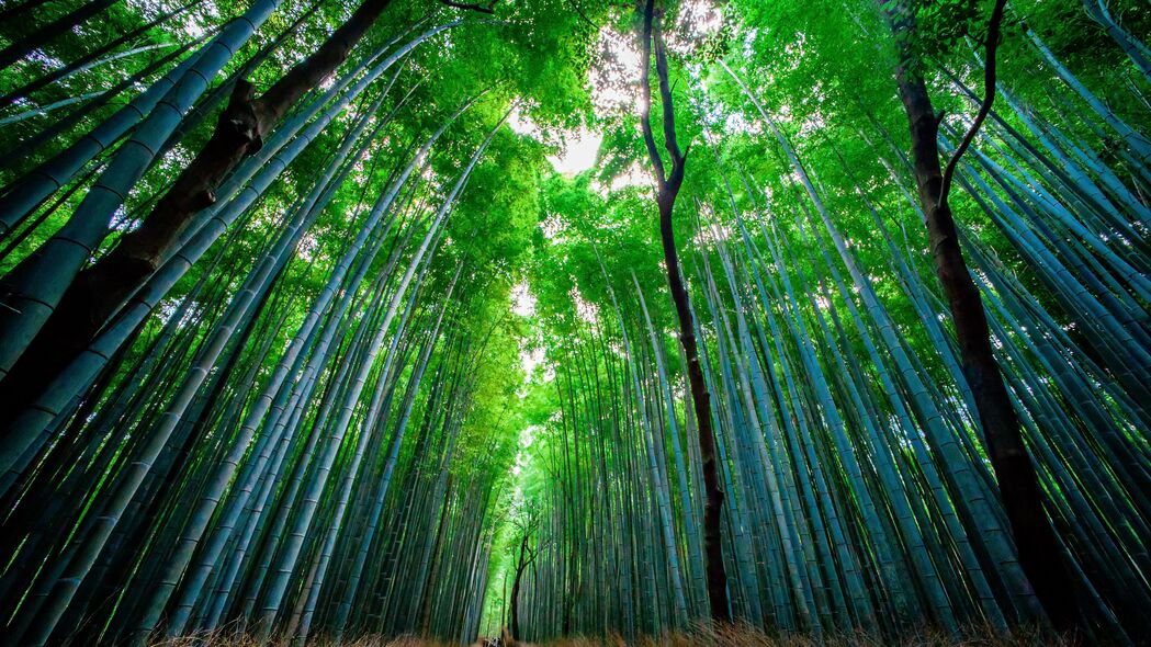 竹子 森林 树木 底部视图 4k壁纸 3840x2160