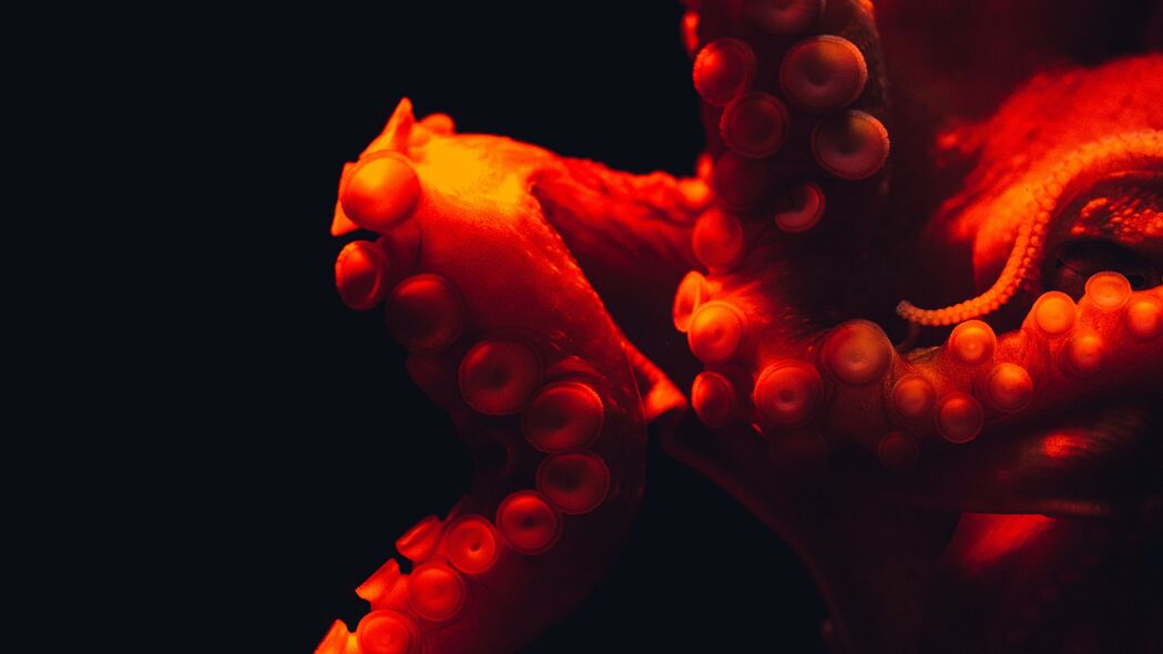 章鱼 触手 红色 海底世界 4k壁纸 3840x2160