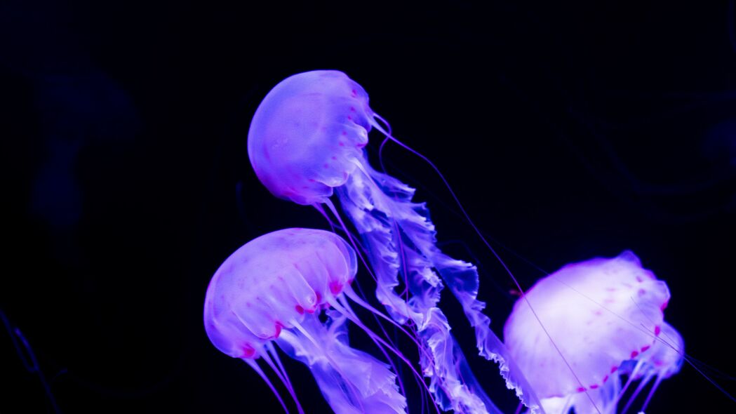 水母 海底世界 霓虹灯 发光 4k壁纸 3840x2160