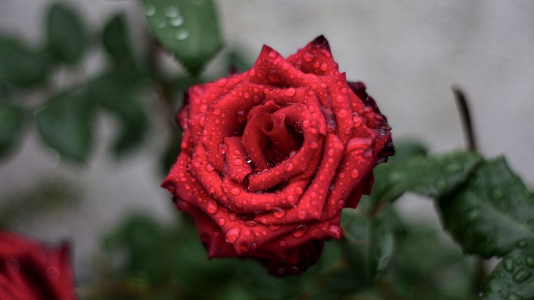 玫瑰 水滴 红色 花蕾 4k壁纸 3840x2160