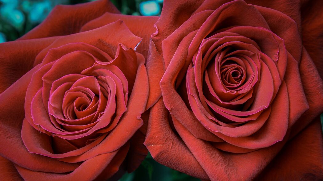 玫瑰 花瓣 花蕾 红色 4k壁纸 3840x2160