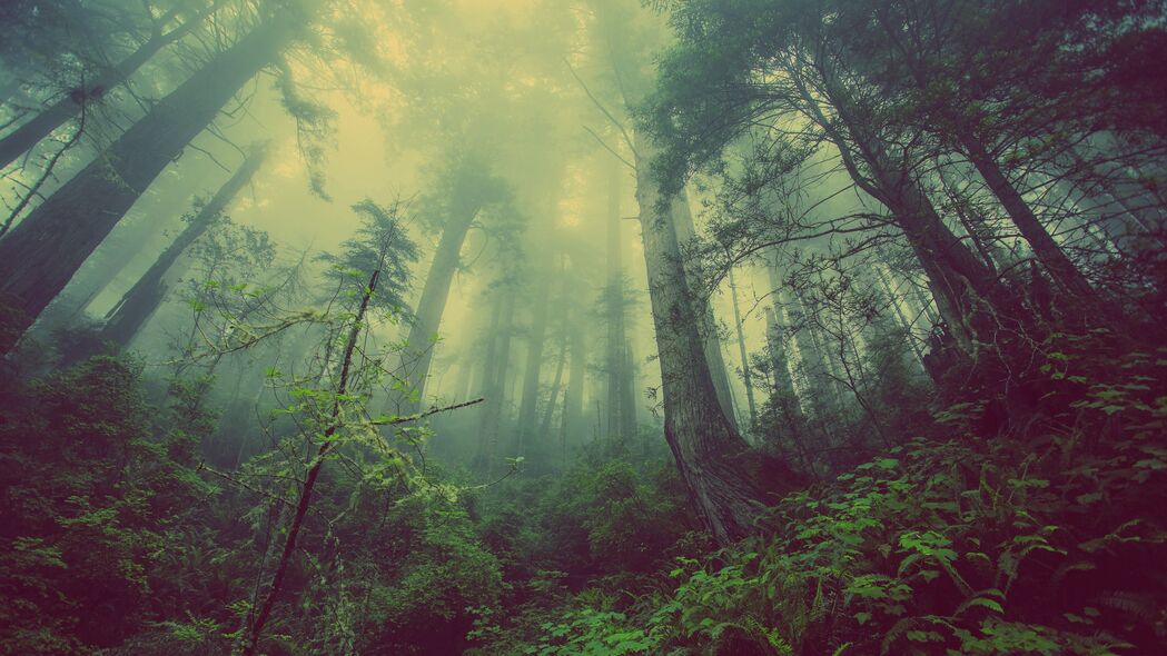 3840x2160 森林 雾 树 神秘壁纸 背景
