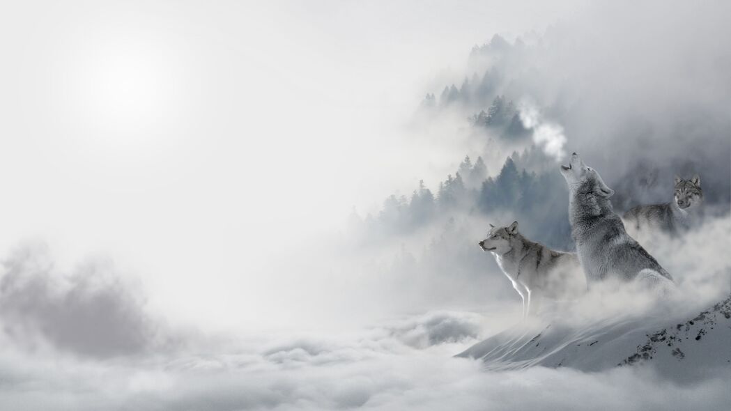 狼 捕食者 雪 冬天 嚎叫 4k壁纸 3840x2160