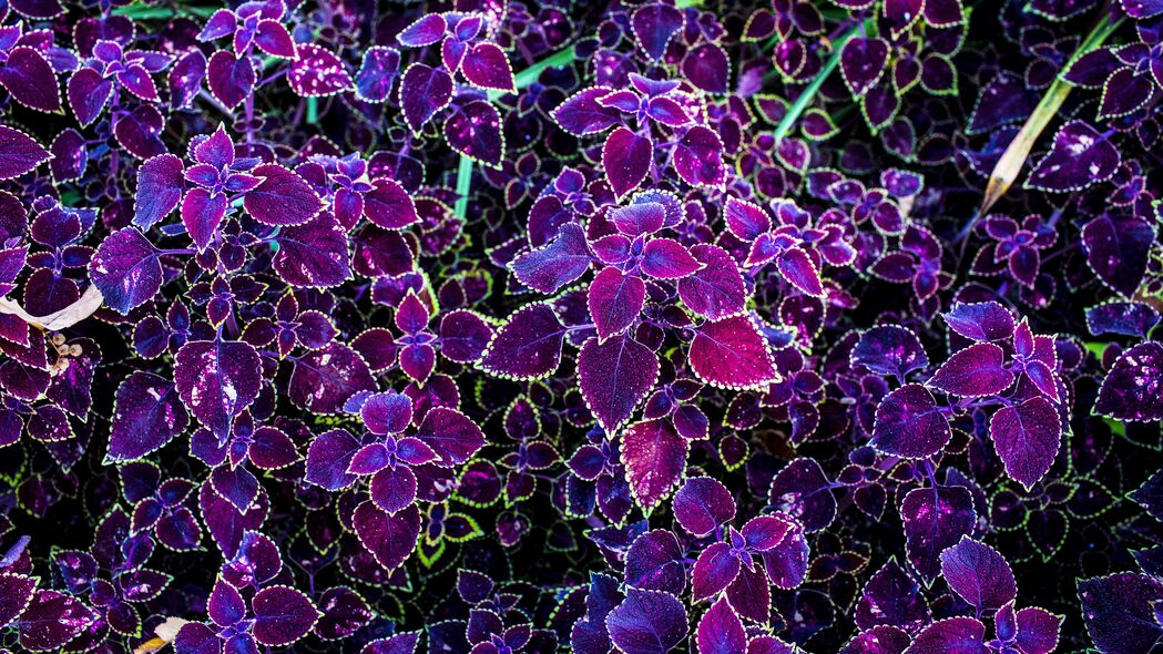 叶子 紫色 粉红色 雕刻 植物 4k壁纸 3840x2160