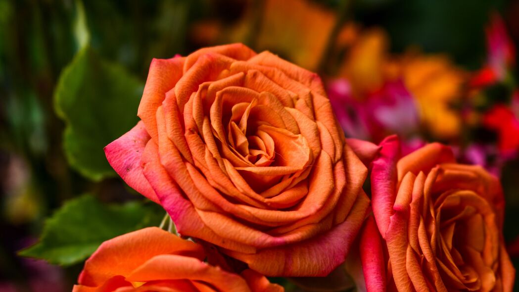 玫瑰 橙色 花蕾 花瓣 4k壁纸 3840x2160
