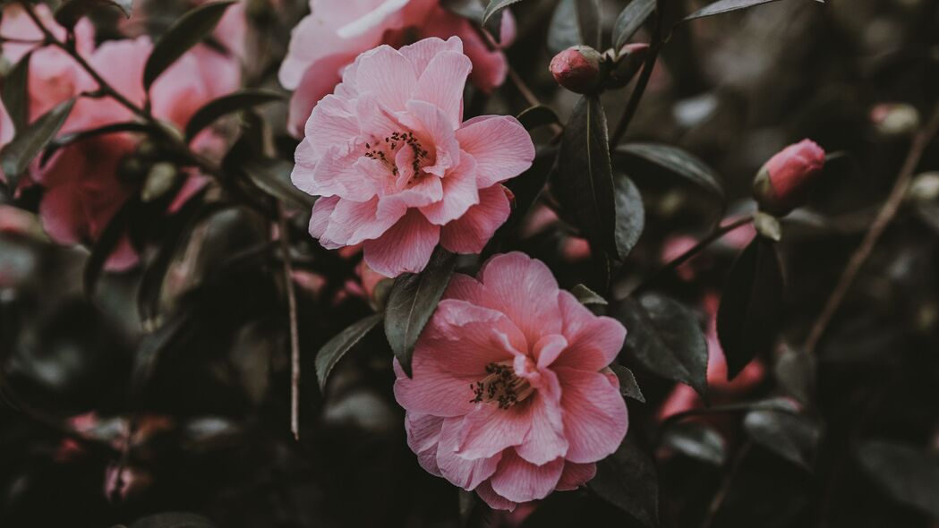 野生粉红玫瑰灌木，绝美4K高清壁纸（3840x2160）免费下载