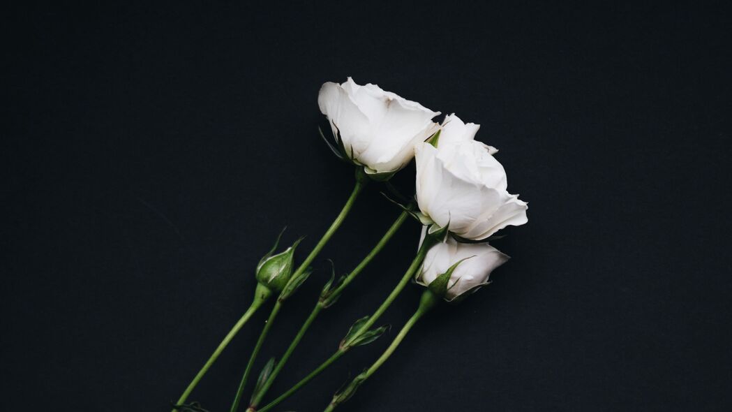 玫瑰 花束 白色 黑色背景 4k壁纸 3840x2160