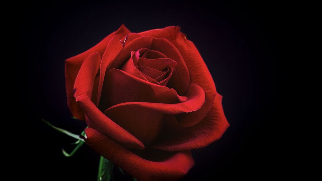 玫瑰 花蕾 红色 花瓣 黑色背景 4k壁纸 3840x2160
