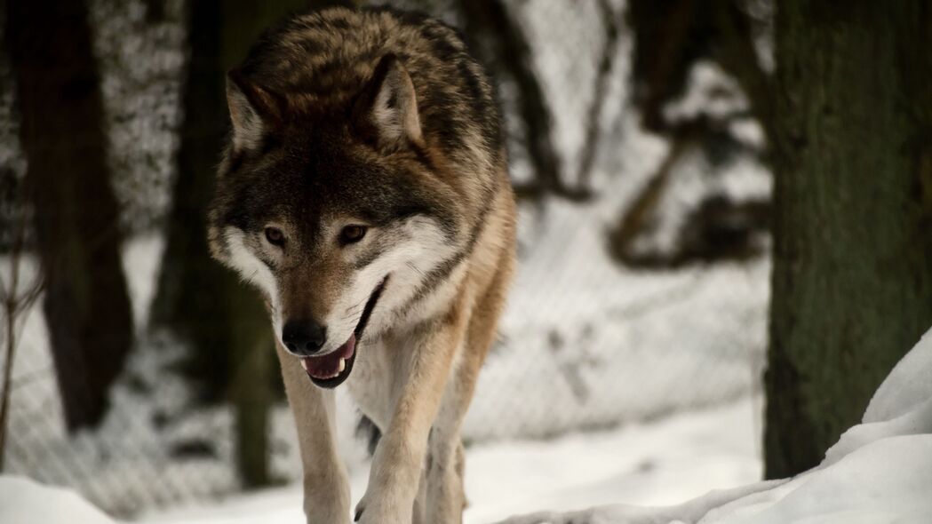 狼 捕食者 雪 步行 4k壁纸 3840x2160