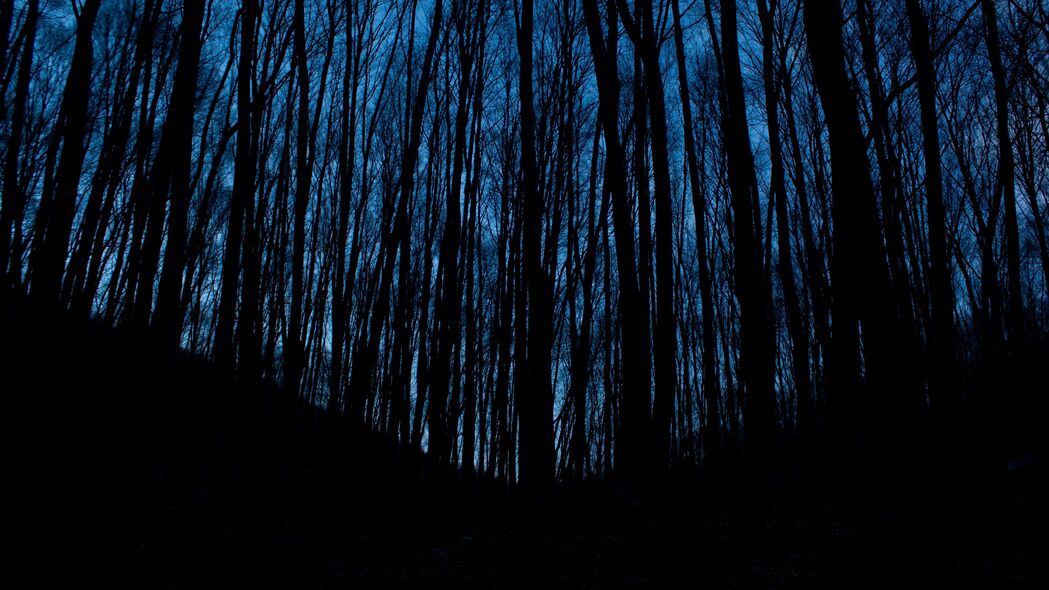 树 森林 黑暗 夜间 4k壁纸 3840x2160