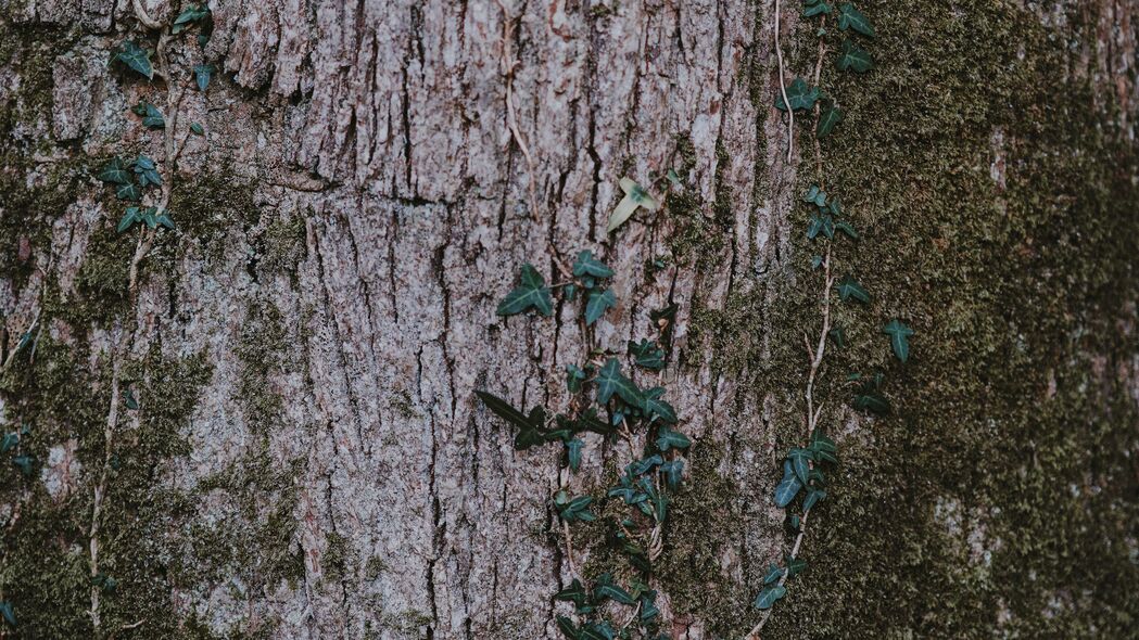 苔藓 木材 树皮 表面 4k壁纸 3840x2160