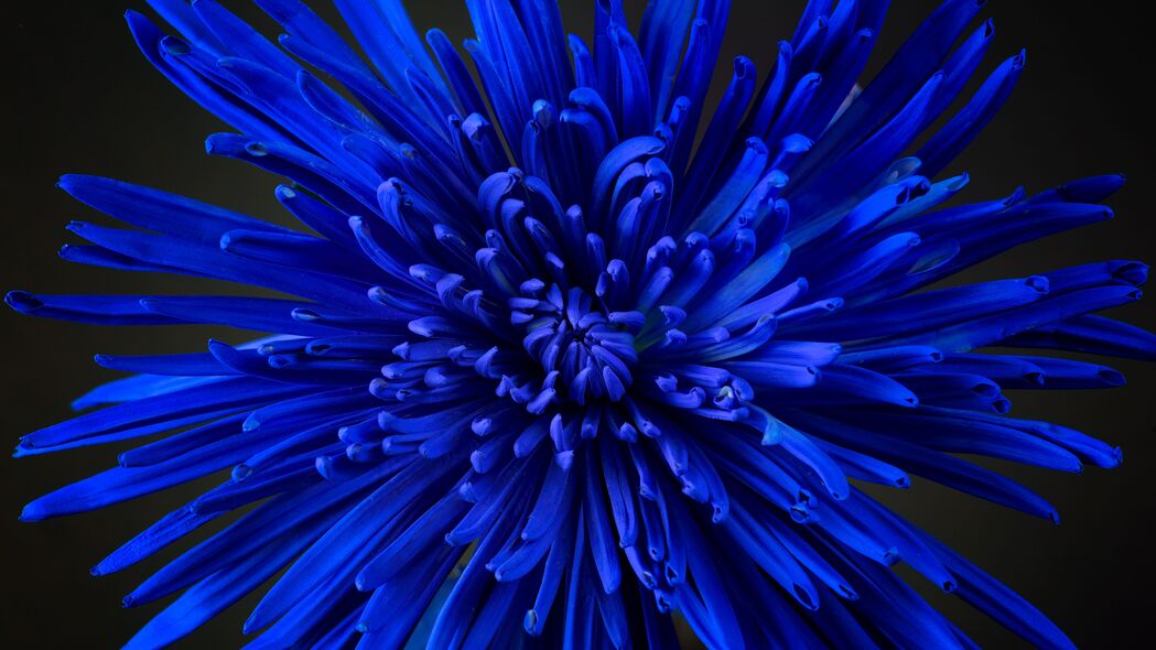 花朵 花瓣 花蕾 蓝色 4k壁纸 3840x2160