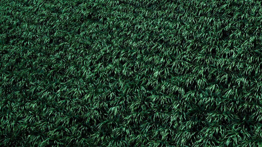 草 草坪 植物 4k壁纸 3840x2160