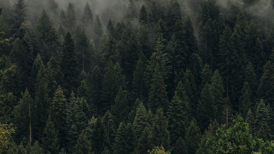 树木 绿色 雾 森林 裹尸布 俯视 4k壁纸 3840x2160