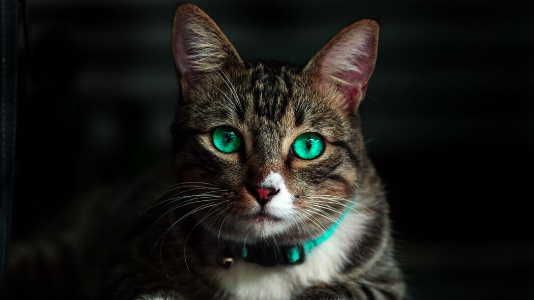 猫 绿色眼睛 美丽 外观 4k壁纸 3840x2160