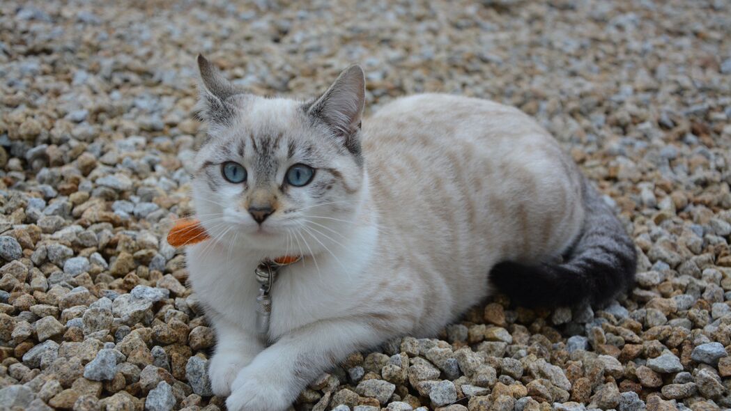 蓝眼萌猫4K壁纸，石头上的可爱精灵，3840x2160高清动物图片下载