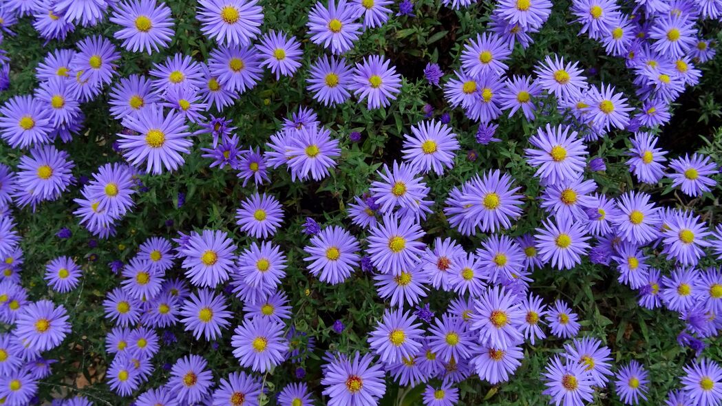 紫苑 花 花坛 4k壁纸 3840x2160
