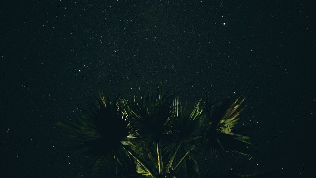星空 棕榈树 夜间 4k壁纸 3840x2160