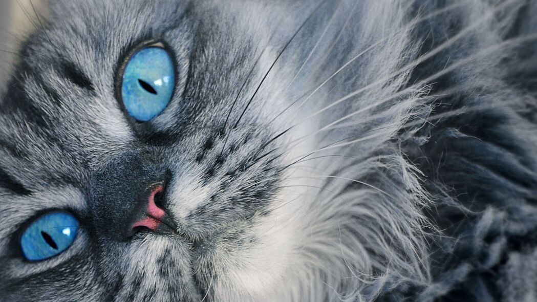 猫 枪口 蓝眼睛 蓬松的 4k壁纸 3840x2160