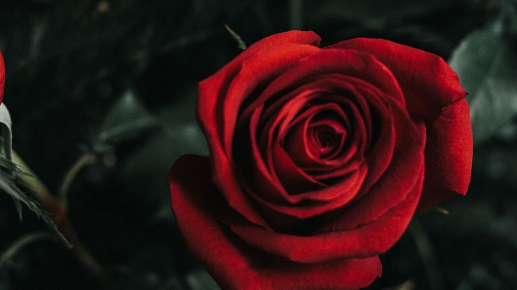 玫瑰 花 芽 红色 4k壁纸 3840x2160