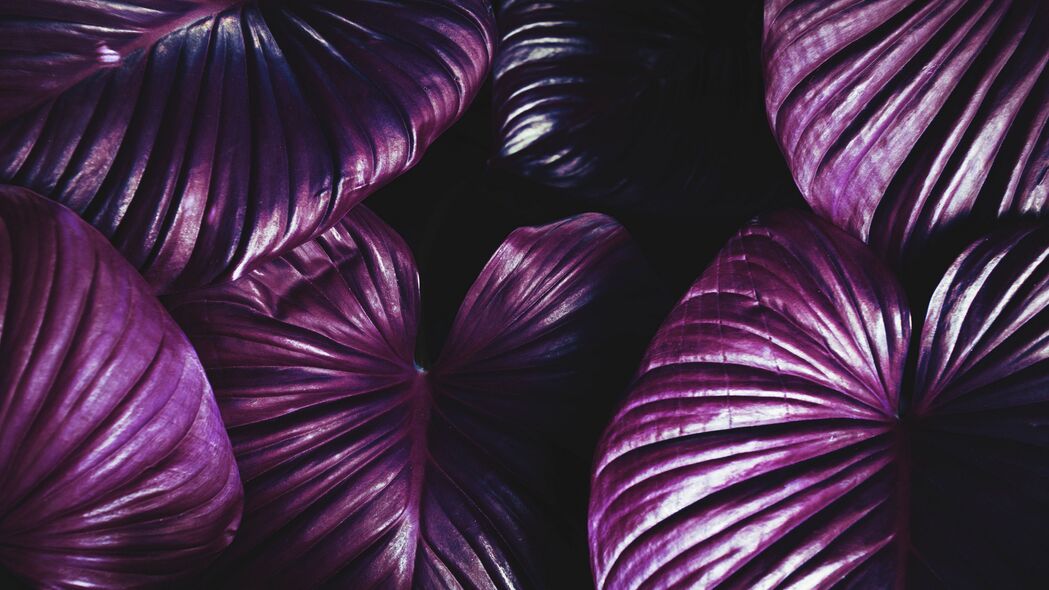 树叶 植物 紫色 4k壁纸 3840x2160