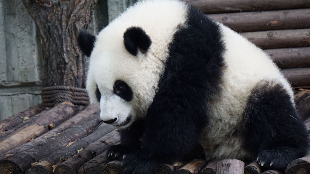 熊猫 熊 坐 4k壁纸 3840x2160