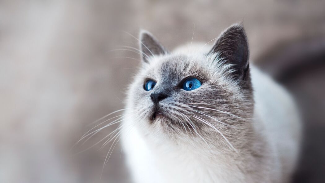 猫 蓝眼睛 外观 4k壁纸 3840x2160