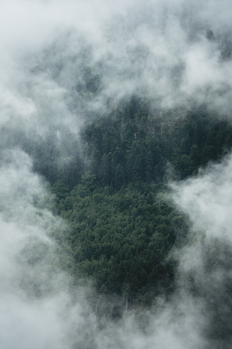 烟雾缭绕的树林背景图片
