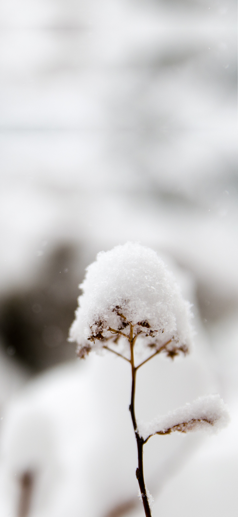 立冬植物积雪背景