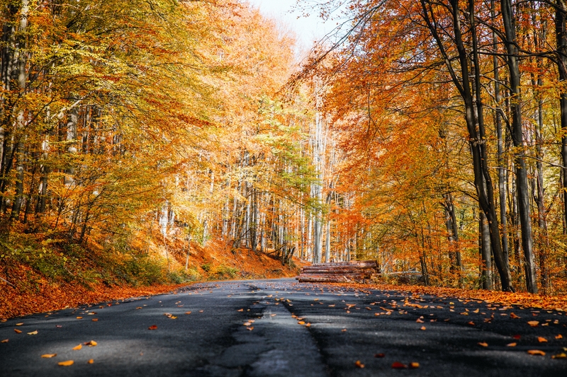 唯美的秋天道路