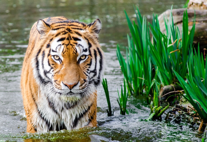 水中的大老虎
