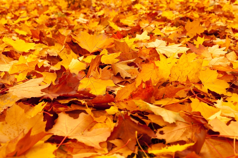 秋天落叶枫叶背景素材