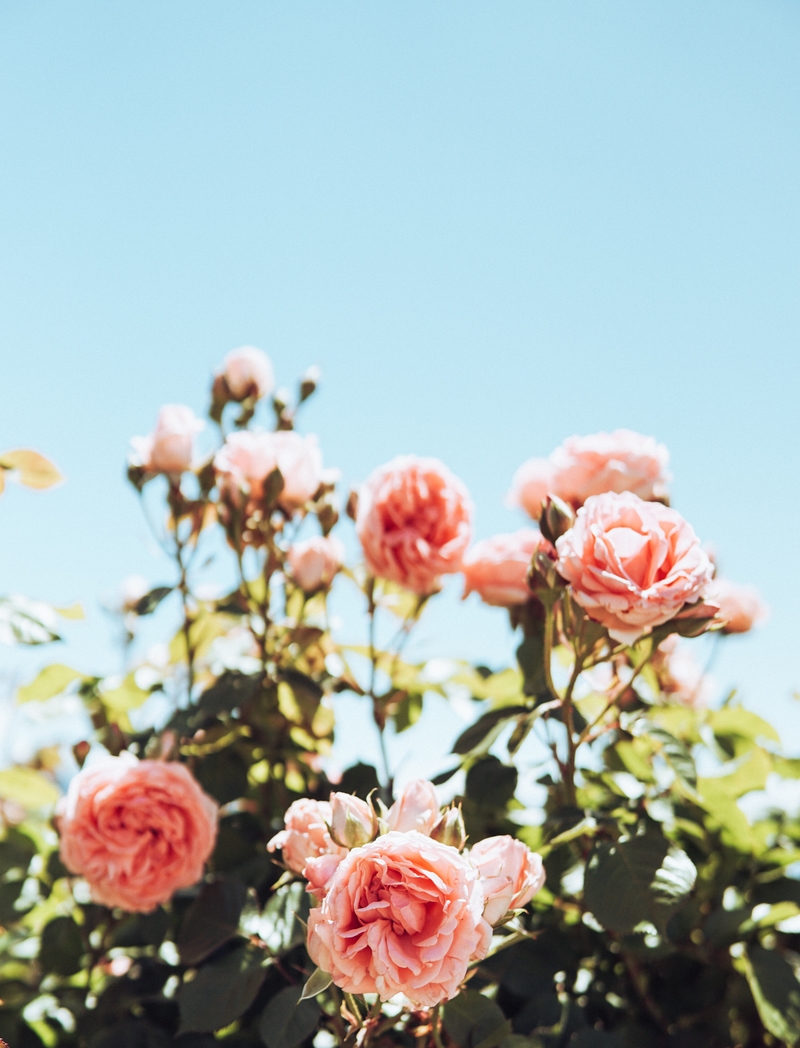 晴天蓝天下的粉色玫瑰花