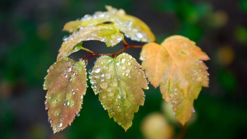秋天雨后的黄叶水珠